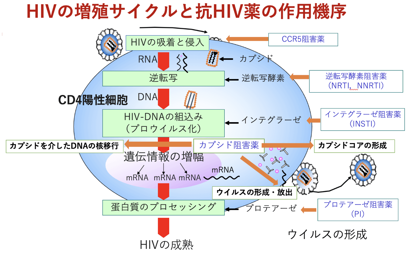 HIVの増殖サイクルと抗HIV薬の作用機序
