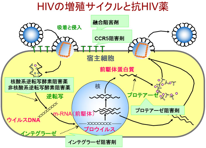 HIVの増殖サイクルと抗HIV薬