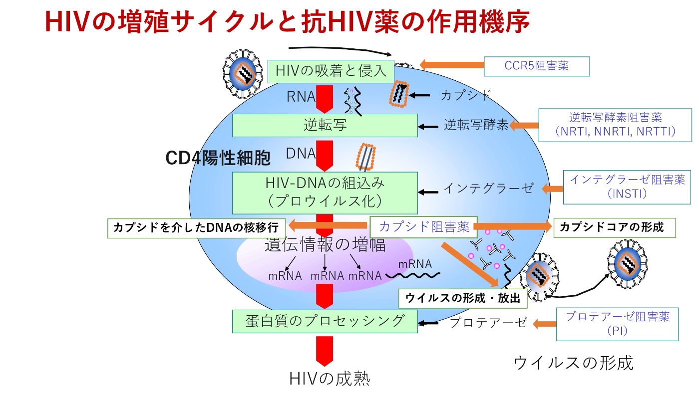 HIVの増殖サイクルと抗HIV薬の作用機序